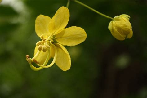 100 CASSIA fistula Seeds , golden shower, Indian laburnum, pudding pip — Seeds And Smiles - Buy ...