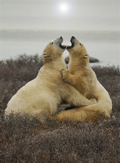 Polar Bear Hug Photograph by David Marr - Fine Art America