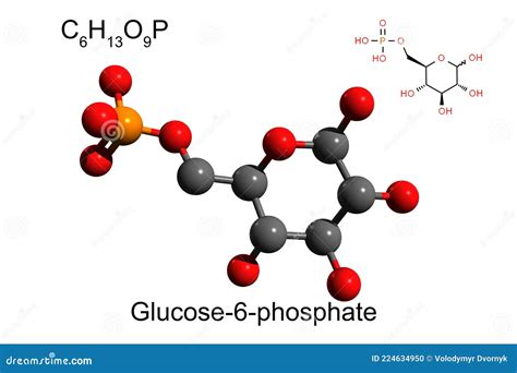 Glucose-6-phosphate Dehydrogenase (G6PD) Protein. Enzyme Of The Pentose ...