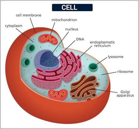 Cell Types And Cell Structure Presentation Biology - Riset