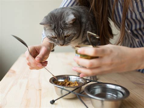 What to Know About High-Protein Diets for Cats · The Wildest