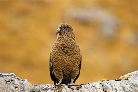 Fiordland National Park wildlife location in New Zealand, Australasia | Wildlife Worldwide