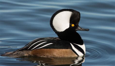 a close up of a duck in the water