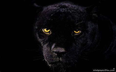 Black Jaguar Wallpapers - Wallpaper Cave | Beautiful creatures (CATS) | Pinterest | Black jaguar ...