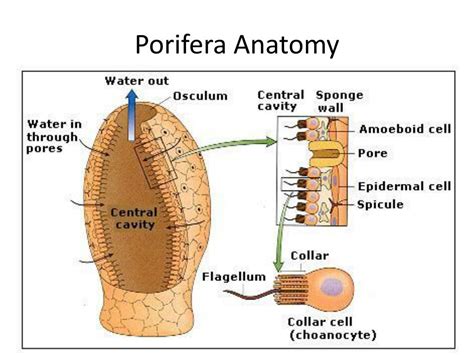 PPT - Phylum Porifera PowerPoint Presentation, free download - ID:2017409