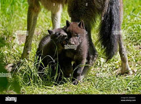 Timber wolf, american wolf (Canis lupus occidentalis) pups at burrow ...