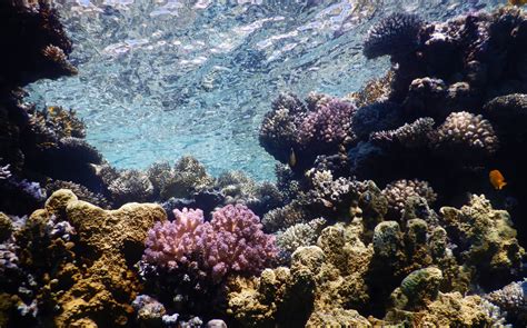 Israel, Arab neighbors join to protect Red Sea coral reefs - ISRAEL21c