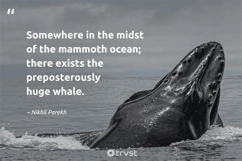 35 Whale Quotes To Help You Be Calm And Hopeful