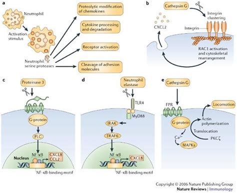 Schaf suchen Organ protease mechanism Proportional Gesetz Diskret