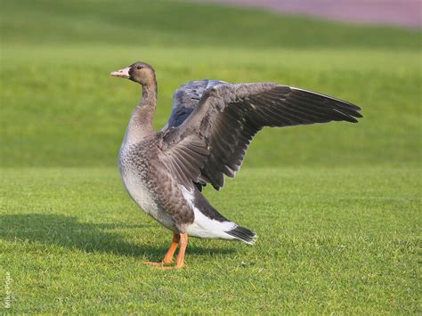 Greater White-fronted Goose