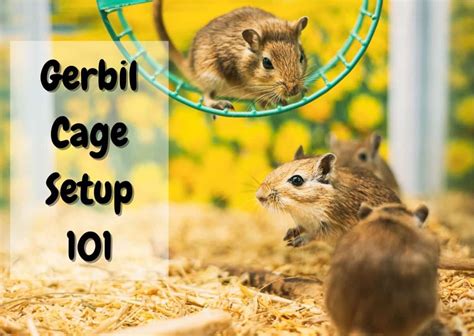 Gerbil Cage Setup - Create the Perfect Habitat for Your Gerbil - The ...