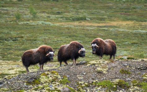 Musk oxen in Dovrefjell, Norway