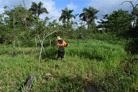 What are wetland restoration and mitigation projects?