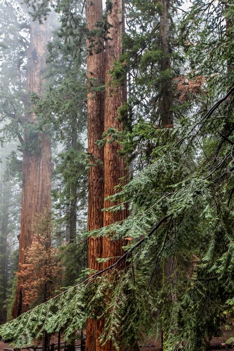 Sequoia National Forest-1 – National Park Photographer