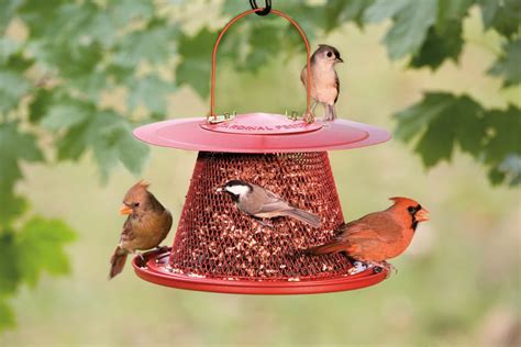 Mistakes to avoid when buying Cardinal Bird Feeder – Tdog Art=Art of rising pets