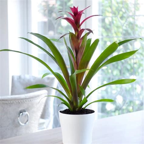 25 Stunning Indoor Bromeliad Pictures to Liven Your Home | Indoor ...