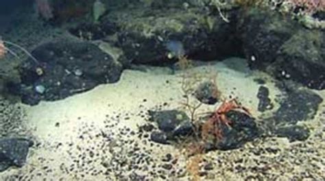 Life Found Deep inside Earth's Oceanic Crust - Scientific American