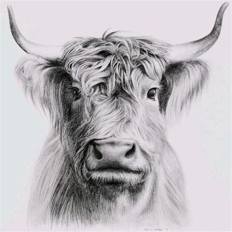 WATCH THIS: Pencil drawing of a cow [Video] | Kuh zeichnung, Bleistift kunstzeichnungen, Zeichnungen