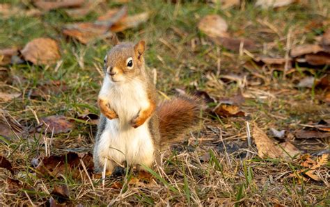 Exotic squirrels: Tufted ground squirrel (Rheithrosciurus macrotis) : r ...