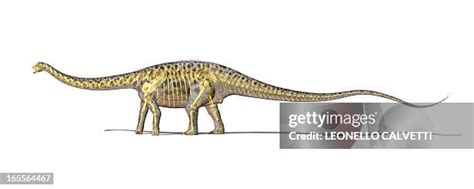 393 Diplodocus Skeleton Stock Photos, High-Res Pictures, and Images - Getty Images