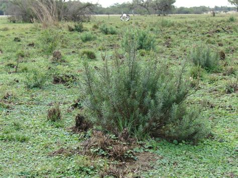 Baccharis coridifolia · iNaturalist