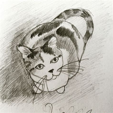 Calico cat pencil sketch. | Sketches, Drawings, Pencil sketch