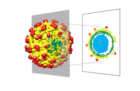 Structures of spherical viruses aren’t as perfect as we thought ...