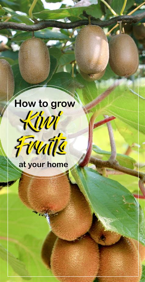 How to Grow Kiwi fruit in your home | Growing Kiwi plants | Kiwi fruit care - NatureBring