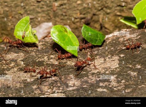 Leaf Cutter Ants carrying leaves to nest Stock Photo - Alamy