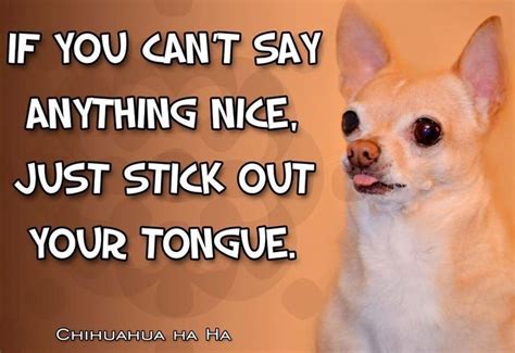 Just stick your tongue out! | Chihuahua funny, Chihuahua, Chihuahua puppies