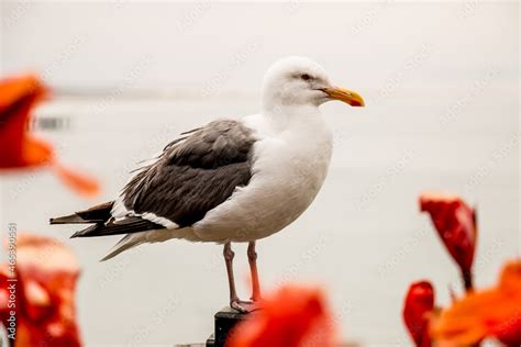 seagull on the pier Stock Photo | Adobe Stock