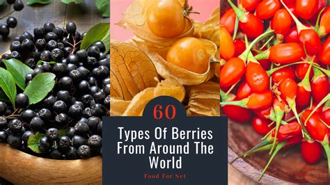 60 Types Of Berries From Around The World | Food For Net