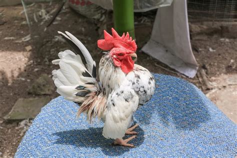 Serama Chicken: 5 Big Reasons To Keep This Tiny Chicken | Chickens And More