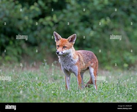 Red fox standing Stock Photo - Alamy