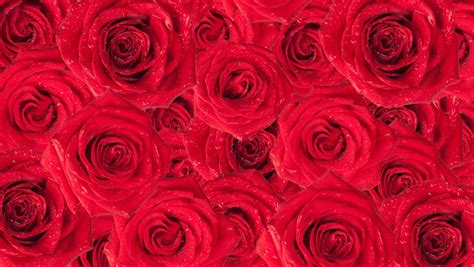 Animated Rose Wallpaper ~ Piano Rose Desktop Wallpapers Computer Relaxing Meditation Phones ...