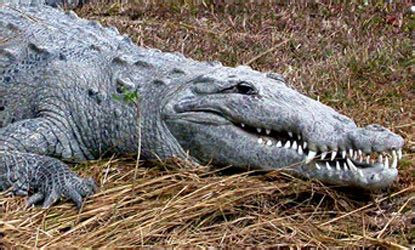 American Crocodile: Species Profile - Everglades National Park (U.S. National Park Service)