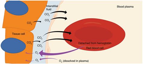 Gas Exchange · Anatomy and Physiology