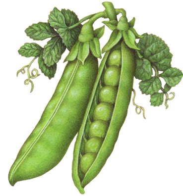 Vegetable botanical illustration of peas with one whole pea pod, one open pea pod with peas ...