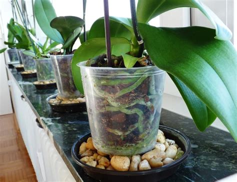 How to take care of orchids? - Foxy Folksy | Indoor orchids ...
