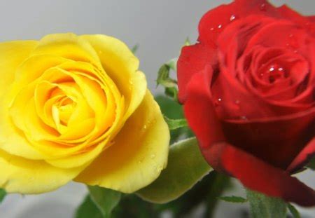 Cool Red And Yellow Roses Wallpaper images