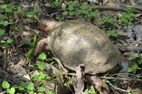 Species of the Week: Eastern Box Turtle | Brandywine Conservancy and ...