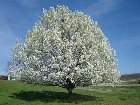 Invasive Pear Tree Threatens Indiana's Native Plants | IER Indiana ...