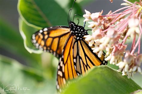 Monarch Butterflies: Flowers that Fly | Nature Notes Blog