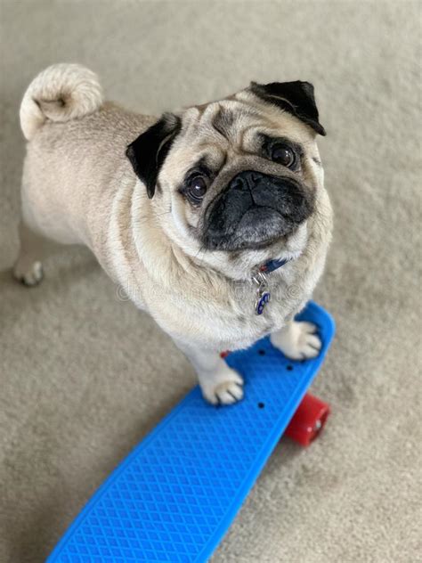 Pug on a Skateboard stock image. Image of cute, animal - 23748657