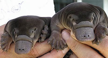 Monotremes - Egg-laying Mammals | Animal Pictures and Facts | FactZoo.com