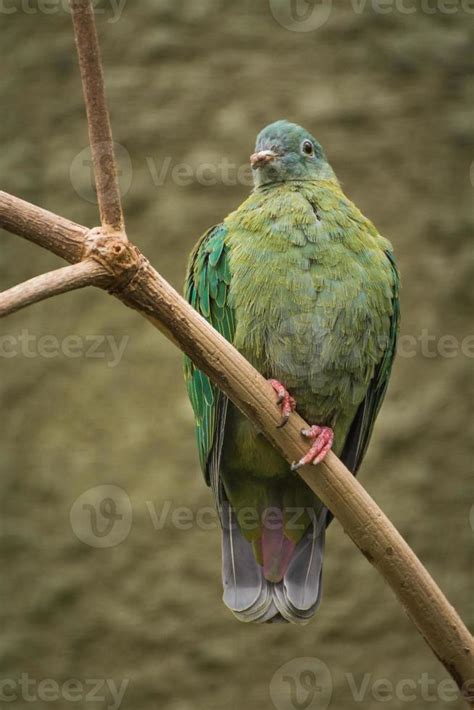 Black Naped Fruit Dove Perched On Branch. 850457 Stock Photo at Vecteezy