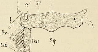 This image is taken from Comparative anatomy of vertebrate… | Flickr