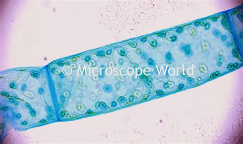 Microscope World Blog: Spirogyra under the Microscope