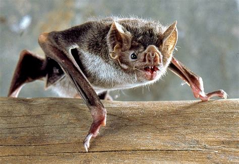 Vampire Bat Facts – Questions And Answers! | Always Learning!