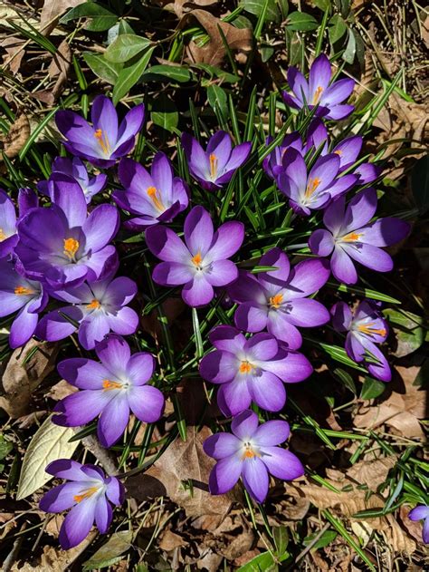 Crocus: Plant Care and Collection of Varieties - Garden.org